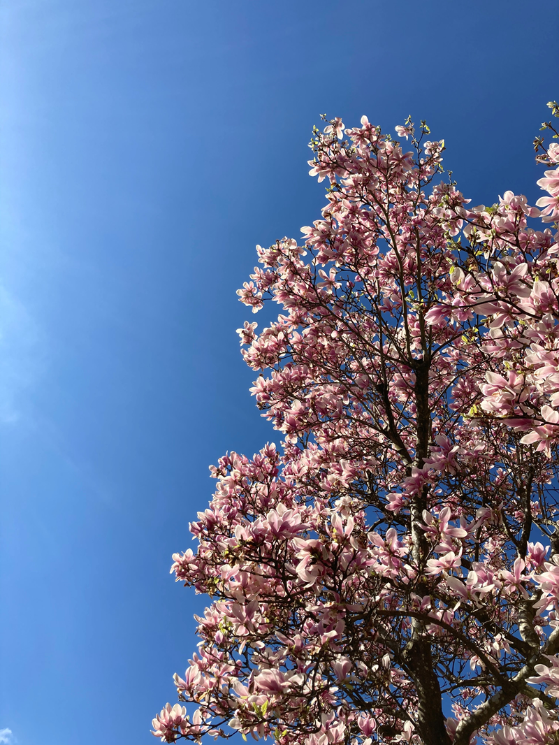 Pink Tree
